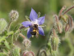 Insekten lieben die Bienenweide