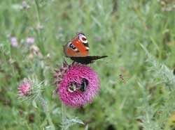 Insekten lieben die Bienenweide