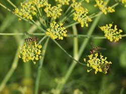 Insekten lieben die Bienenweide