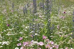 Bienenweide-Ansaat