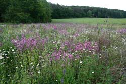 Bienenweide-Ansaat