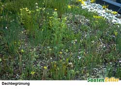 Dachbegrünung